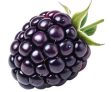 Grape